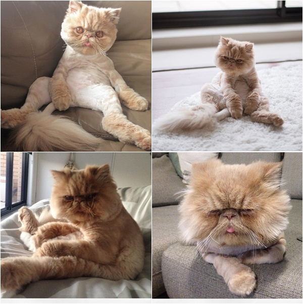 วินส์ตัน เซเลบเหมียวลิ้นห้อยสุดน่ารัก มีท่านั่งเหมือนคนเป๊ะ ! วินส์ตัน เซเลบเหมียวลิ้นห้อยสุดน่ารัก มีท่านั่งเหมือนคนเป๊ะ !