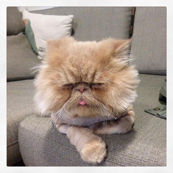 วินส์ตัน เซเลบเหมียวลิ้นห้อยสุดน่ารัก มีท่านั่งเหมือนคนเป๊ะ ! วินส์ตัน เซเลบเหมียวลิ้นห้อยสุดน่ารัก มีท่านั่งเหมือนคนเป๊ะ !