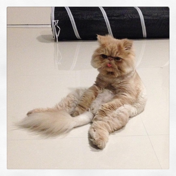 วินส์ตัน เซเลบเหมียวลิ้นห้อยสุดน่ารัก มีท่านั่งเหมือนคนเป๊ะ ! วินส์ตัน เซเลบเหมียวลิ้นห้อยสุดน่ารัก มีท่านั่งเหมือนคนเป๊ะ !