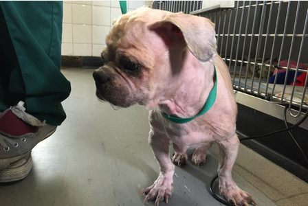 ตูบขนยุ่งตัวนี้ถูกทิ้งกลางพายุ คนใจดีจับแปลงโฉมใหม่ไฉไลสุด ๆ ตูบขนยุ่งตัวนี้ถูกทิ้งกลางพายุ คนใจดีจับแปลงโฉมใหม่ไฉไลสุด ๆ