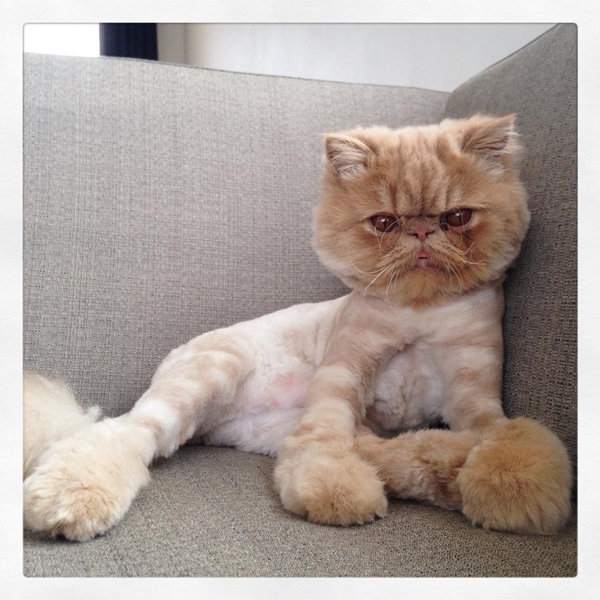 วินส์ตัน เซเลบเหมียวลิ้นห้อยสุดน่ารัก มีท่านั่งเหมือนคนเป๊ะ ! วินส์ตัน เซเลบเหมียวลิ้นห้อยสุดน่ารัก มีท่านั่งเหมือนคนเป๊ะ !