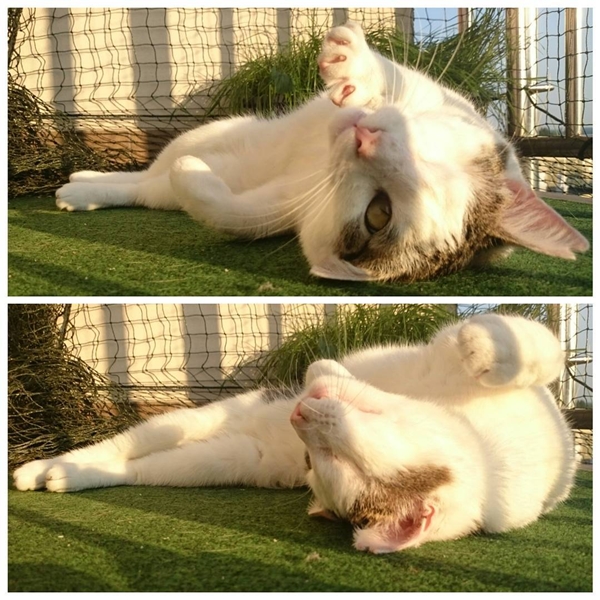 ไพเรท แมวตาเดียวชีวิตดี๊ดี จากเหมียวจรจัดสู่เซเลบดังใน IG ไพเรท แมวตาเดียวชีวิตดี๊ดี จากเหมียวจรจัดสู่เซเลบดังใน IG