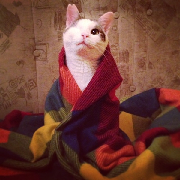 ไพเรท แมวตาเดียวชีวิตดี๊ดี จากเหมียวจรจัดสู่เซเลบดังใน IG ไพเรท แมวตาเดียวชีวิตดี๊ดี จากเหมียวจรจัดสู่เซเลบดังใน IG