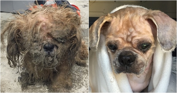 ตูบขนยุ่งตัวนี้ถูกทิ้งกลางพายุ คนใจดีจับแปลงโฉมใหม่ไฉไลสุด ๆ ตูบขนยุ่งตัวนี้ถูกทิ้งกลางพายุ คนใจดีจับแปลงโฉมใหม่ไฉไลสุด ๆ