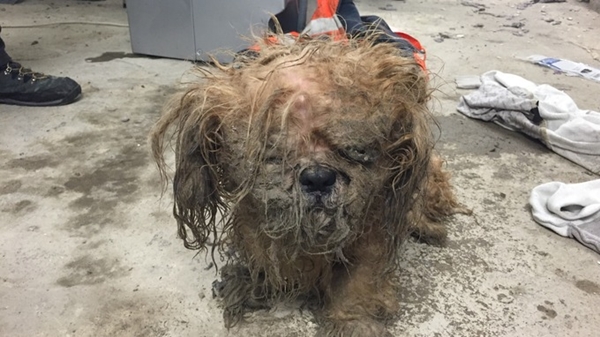 ตูบขนยุ่งตัวนี้ถูกทิ้งกลางพายุ คนใจดีจับแปลงโฉมใหม่ไฉไลสุด ๆ ตูบขนยุ่งตัวนี้ถูกทิ้งกลางพายุ คนใจดีจับแปลงโฉมใหม่ไฉไลสุด ๆ