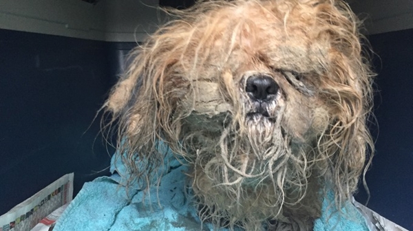 ตูบขนยุ่งตัวนี้ถูกทิ้งกลางพายุ คนใจดีจับแปลงโฉมใหม่ไฉไลสุด ๆ ตูบขนยุ่งตัวนี้ถูกทิ้งกลางพายุ คนใจดีจับแปลงโฉมใหม่ไฉไลสุด ๆ