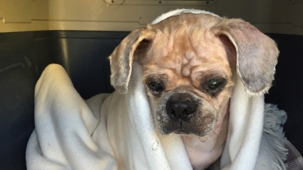 ตูบขนยุ่งตัวนี้ถูกทิ้งกลางพายุ คนใจดีจับแปลงโฉมใหม่ไฉไลสุด ๆ ตูบขนยุ่งตัวนี้ถูกทิ้งกลางพายุ คนใจดีจับแปลงโฉมใหม่ไฉไลสุด ๆ