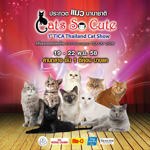 1st TICA Thailand Cat Show งานประกวดแมวระดับสากลครั้งแรกของไทย 1st TICA Thailand Cat Show งานประกวดแมวระดับสากลครั้งแรกของไทย
