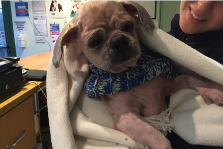 ตูบขนยุ่งตัวนี้ถูกทิ้งกลางพายุ คนใจดีจับแปลงโฉมใหม่ไฉไลสุด ๆ ตูบขนยุ่งตัวนี้ถูกทิ้งกลางพายุ คนใจดีจับแปลงโฉมใหม่ไฉไลสุด ๆ