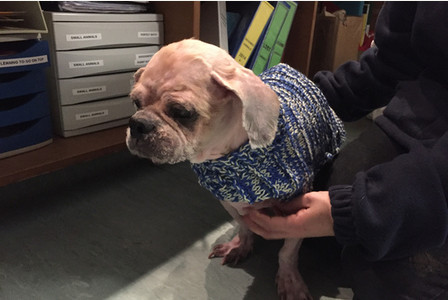 ตูบขนยุ่งตัวนี้ถูกทิ้งกลางพายุ คนใจดีจับแปลงโฉมใหม่ไฉไลสุด ๆ ตูบขนยุ่งตัวนี้ถูกทิ้งกลางพายุ คนใจดีจับแปลงโฉมใหม่ไฉไลสุด ๆ