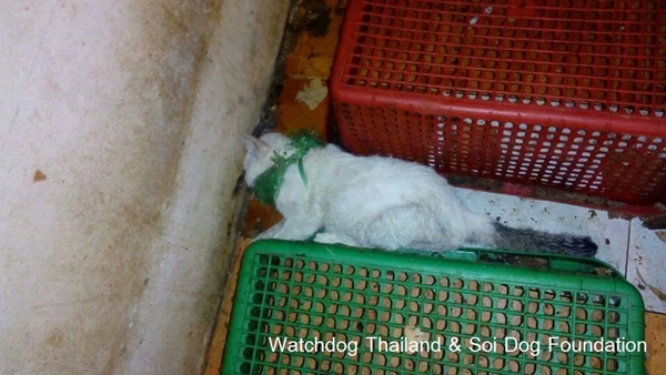 ข่าวสัตว์เลี้ยงแห่งปี ข่าวสัตว์เลี้ยงแห่งปี