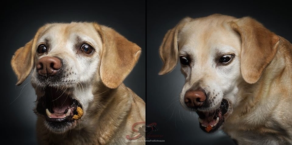 ภาพถ่ายสุนัขกินขนม ภาพถ่ายสุนัขกินขนม