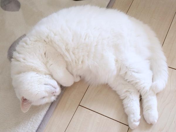 อุระ แมวเซเลบ 17 ปี เหมียวแก่น่ารักที่ใคร ๆ ก็อยากรู้จัก อุระ แมวเซเลบ 17 ปี เหมียวแก่น่ารักที่ใคร ๆ ก็อยากรู้จัก