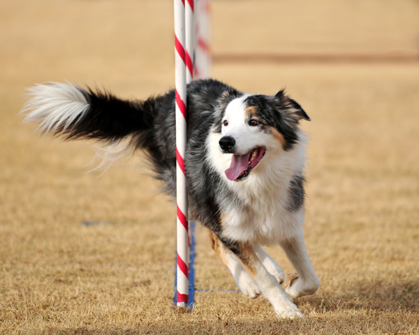 วิธีเลี้ยงสุนัข วิธีเลี้ยงแมว  วิธีเลี้ยงสุนัข วิธีเลี้ยงแมว