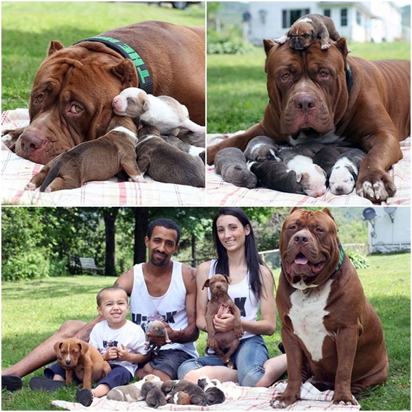 ฮัค คุณพ่อพิตบูลตัวใหญ่ที่สุดในโลก ให้กำเนิดลูกน้อยที่ทำเงินกว่า 15 ล้านบาท ฮัค คุณพ่อพิตบูลตัวใหญ่ที่สุดในโลก ให้กำเนิดลูกน้อยที่ทำเงินกว่า 15 ล้านบาท