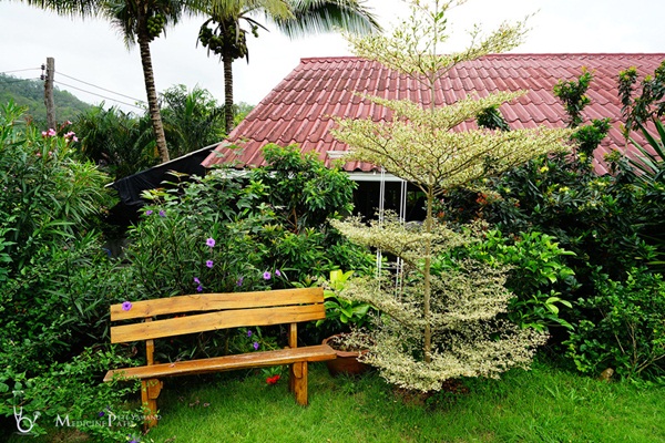 รีวิวพาชมสวนหน้าบ้าน ยังสวยได้แม้ยามฝนแล้ง รีวิวพาชมสวนหน้าบ้าน ยังสวยได้แม้ยามฝนแล้ง