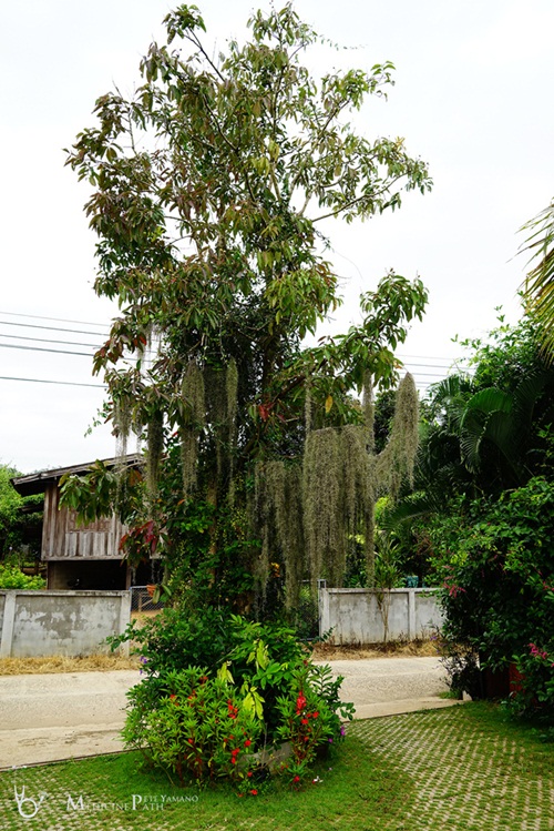รีวิวพาชมสวนหน้าบ้าน ยังสวยได้แม้ยามฝนแล้ง รีวิวพาชมสวนหน้าบ้าน ยังสวยได้แม้ยามฝนแล้ง