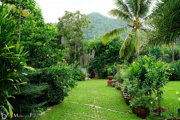 รีวิวพาชมสวนหน้าบ้าน ยังสวยได้แม้ยามฝนแล้ง รีวิวพาชมสวนหน้าบ้าน ยังสวยได้แม้ยามฝนแล้ง