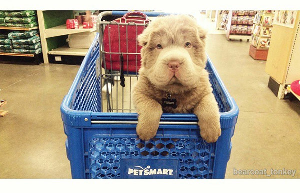 ท็องกี้ หมาอะไรหน้าเหมือนตุ๊กตาหมี น่ารักน่ากอดที่สุด ท็องกี้ หมาอะไรหน้าเหมือนตุ๊กตาหมี น่ารักน่ากอดที่สุด