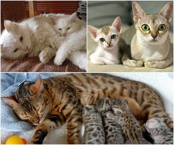 15 ภาพครอบครัวแมวเหมียวหน้าเหมือน หยั่งกับโคลนนิ่งมาเลย ! 15 ภาพครอบครัวแมวเหมียวหน้าเหมือน หยั่งกับโคลนนิ่งมาเลย !