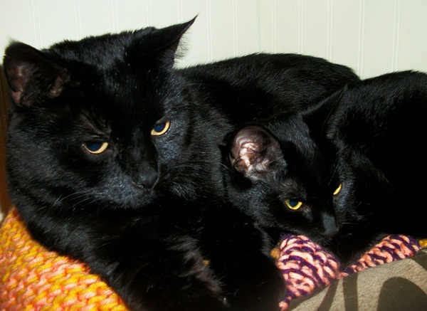 15 ภาพครอบครัวแมวเหมียวหน้าเหมือน หยั่งกับโคลนนิ่งมาเลย ! 15 ภาพครอบครัวแมวเหมียวหน้าเหมือน หยั่งกับโคลนนิ่งมาเลย !