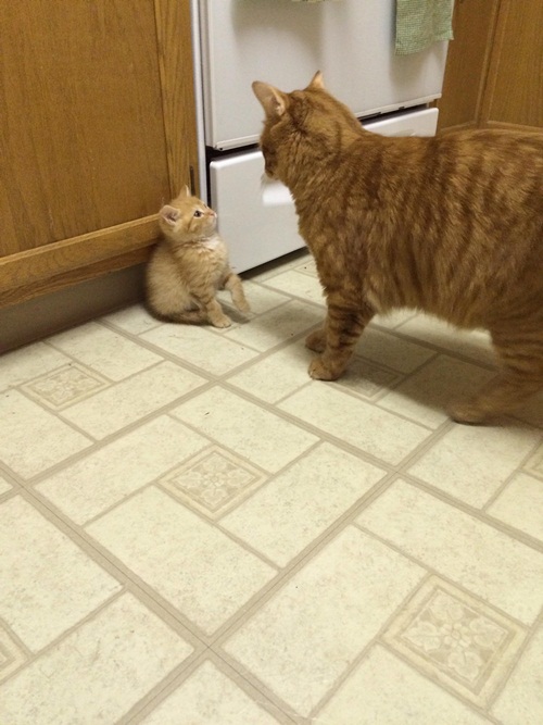 15 ภาพครอบครัวแมวเหมียวหน้าเหมือน หยั่งกับโคลนนิ่งมาเลย ! 15 ภาพครอบครัวแมวเหมียวหน้าเหมือน หยั่งกับโคลนนิ่งมาเลย !