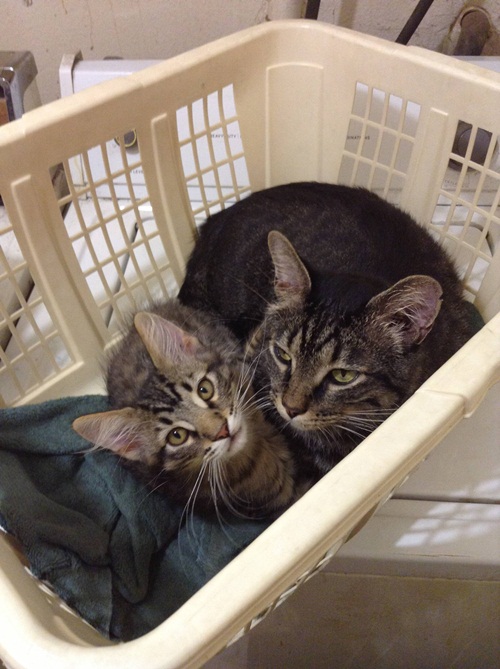 15 ภาพครอบครัวแมวเหมียวหน้าเหมือน หยั่งกับโคลนนิ่งมาเลย ! 15 ภาพครอบครัวแมวเหมียวหน้าเหมือน หยั่งกับโคลนนิ่งมาเลย !