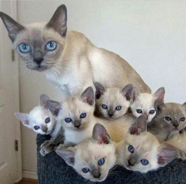 15 ภาพครอบครัวแมวเหมียวหน้าเหมือน หยั่งกับโคลนนิ่งมาเลย ! 15 ภาพครอบครัวแมวเหมียวหน้าเหมือน หยั่งกับโคลนนิ่งมาเลย !