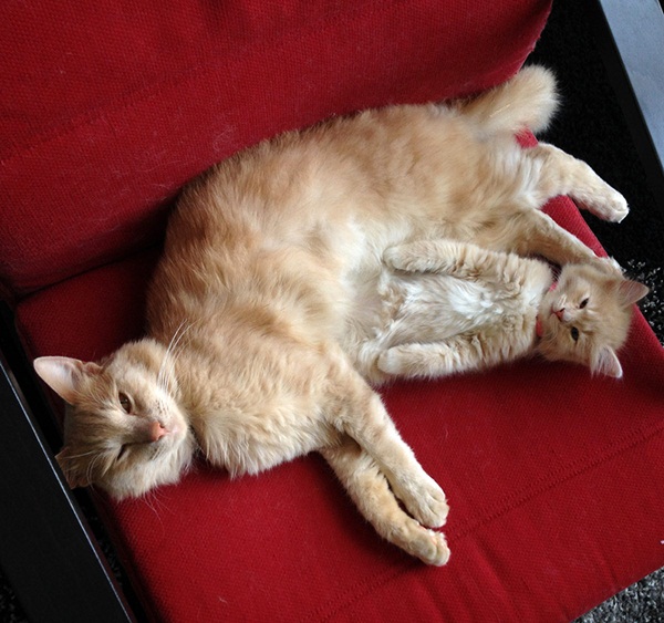 15 ภาพครอบครัวแมวเหมียวหน้าเหมือน หยั่งกับโคลนนิ่งมาเลย ! 15 ภาพครอบครัวแมวเหมียวหน้าเหมือน หยั่งกับโคลนนิ่งมาเลย !