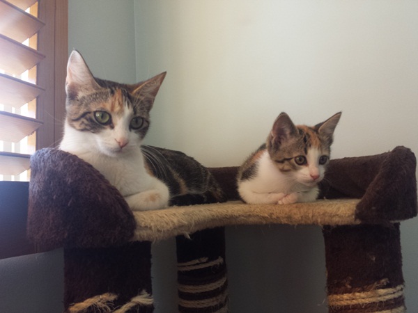 15 ภาพครอบครัวแมวเหมียวหน้าเหมือน หยั่งกับโคลนนิ่งมาเลย ! 15 ภาพครอบครัวแมวเหมียวหน้าเหมือน หยั่งกับโคลนนิ่งมาเลย !