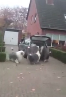 แก๊งตูบยักษ์แย่งกันขึ้นรถ เจ้านายจะพาไปเที่ยว แก๊งตูบยักษ์แย่งกันขึ้นรถ เจ้านายจะพาไปเที่ยว