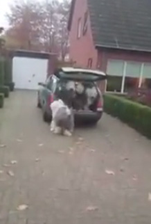 แก๊งตูบยักษ์แย่งกันขึ้นรถ เจ้านายจะพาไปเที่ยว แก๊งตูบยักษ์แย่งกันขึ้นรถ เจ้านายจะพาไปเที่ยว