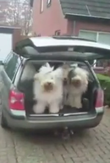 แก๊งตูบยักษ์แย่งกันขึ้นรถ เจ้านายจะพาไปเที่ยว แก๊งตูบยักษ์แย่งกันขึ้นรถ เจ้านายจะพาไปเที่ยว