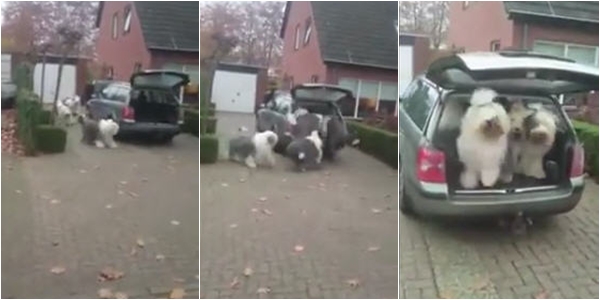 แก๊งตูบยักษ์แย่งกันขึ้นรถ เจ้านายจะพาไปเที่ยว แก๊งตูบยักษ์แย่งกันขึ้นรถ เจ้านายจะพาไปเที่ยว