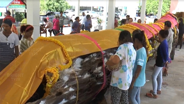 ตะเคียนทองยักษ์อายุกว่า 1,200 ปี พบใบหน้าคล้ายผู้หญิง ตะเคียนทองยักษ์อายุกว่า 1,200 ปี พบใบหน้าคล้ายผู้หญิง