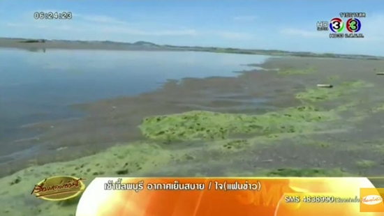 แพลงก์ตอนบลูม แพลงก์ตอนบลูม