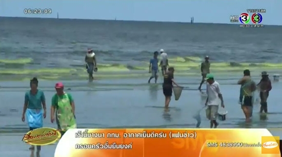แพลงก์ตอนบลูม แพลงก์ตอนบลูม