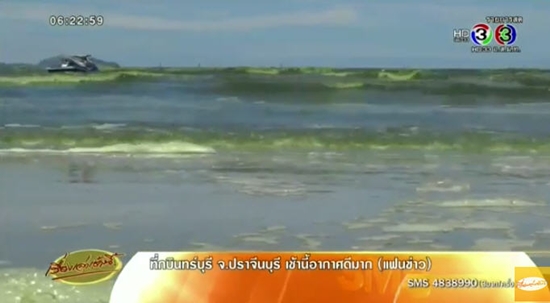 แพลงก์ตอนบลูม แพลงก์ตอนบลูม