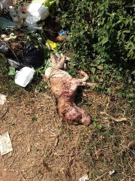 เจ้าบุญมี พิทบูลถูกฟันหัว เจ้าบุญมี พิทบูลถูกฟันหัว