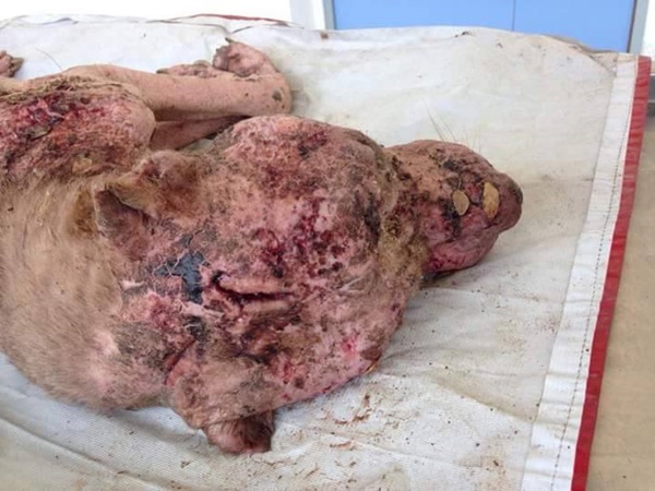 เจ้าบุญมี พิทบูลถูกฟันหัว เจ้าบุญมี พิทบูลถูกฟันหัว