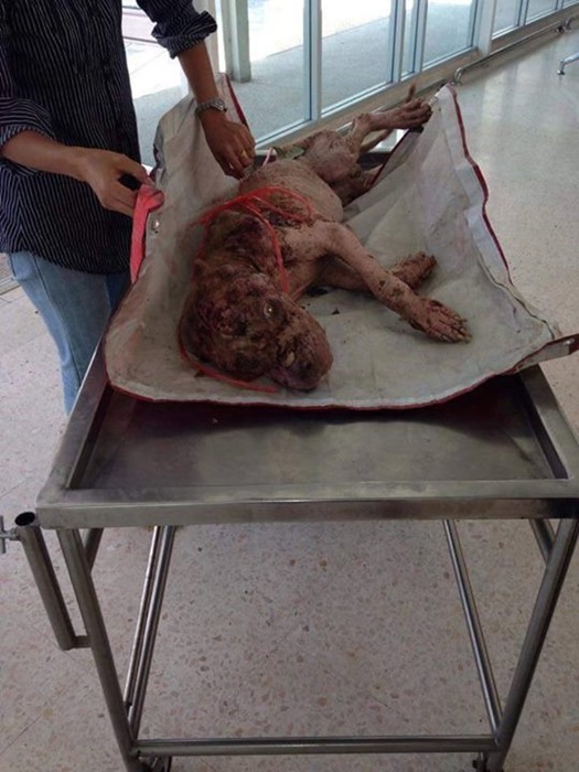 เจ้าบุญมี พิทบูลถูกฟันหัว เจ้าบุญมี พิทบูลถูกฟันหัว