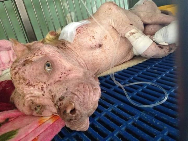 เจ้าบุญมี พิทบูลถูกฟันหัว เจ้าบุญมี พิทบูลถูกฟันหัว