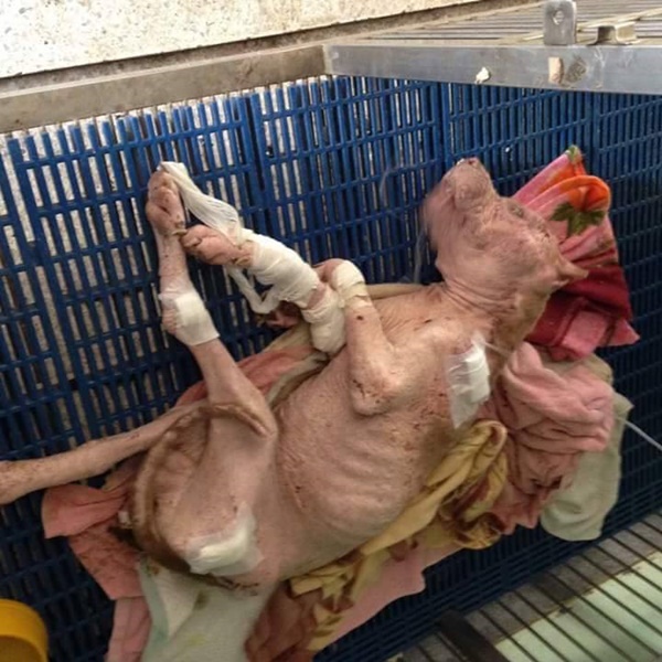 เจ้าบุญมี พิทบูลถูกฟันหัว เจ้าบุญมี พิทบูลถูกฟันหัว