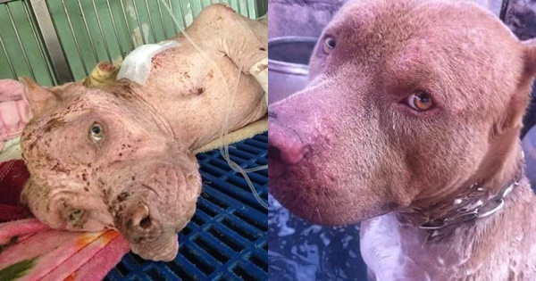 เจ้าบุญมี พิทบูลถูกฟันหัว เจ้าบุญมี พิทบูลถูกฟันหัว