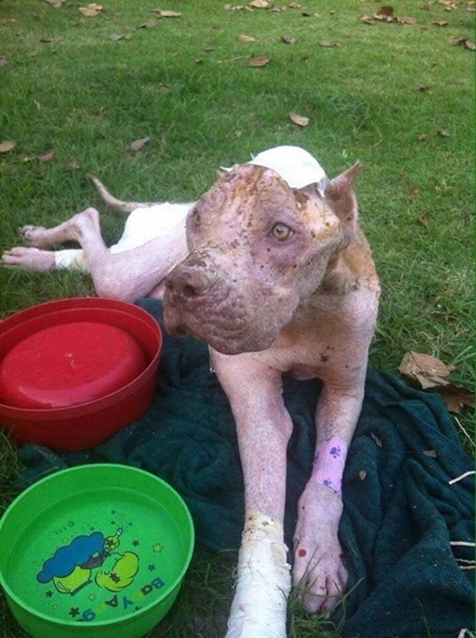 เจ้าบุญมี พิทบูลถูกฟันหัว เจ้าบุญมี พิทบูลถูกฟันหัว