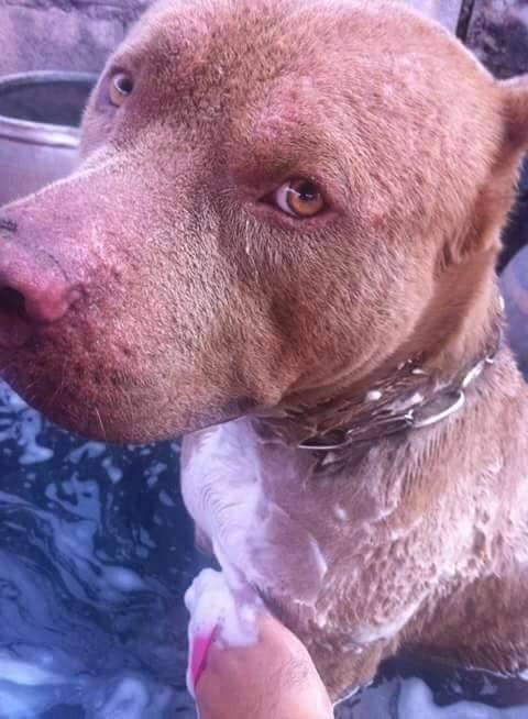 เจ้าบุญมี พิทบูลถูกฟันหัว เจ้าบุญมี พิทบูลถูกฟันหัว