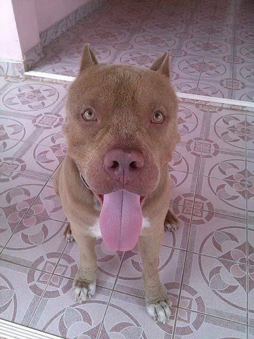 เจ้าบุญมี พิทบูลถูกฟันหัว เจ้าบุญมี พิทบูลถูกฟันหัว