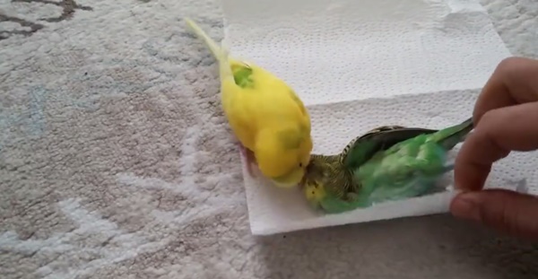 นกบอกลาเพื่อนที่ตาย นกบอกลาเพื่อนที่ตาย