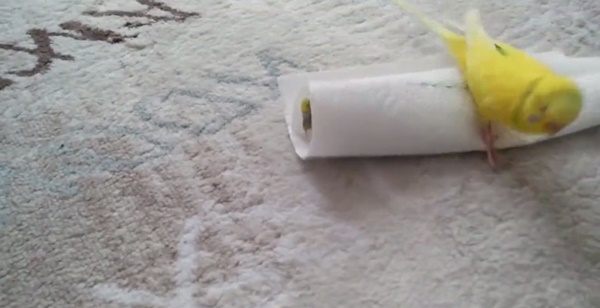 นกบอกลาเพื่อนที่ตาย นกบอกลาเพื่อนที่ตาย