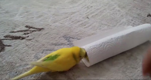 นกบอกลาเพื่อนที่ตาย นกบอกลาเพื่อนที่ตาย